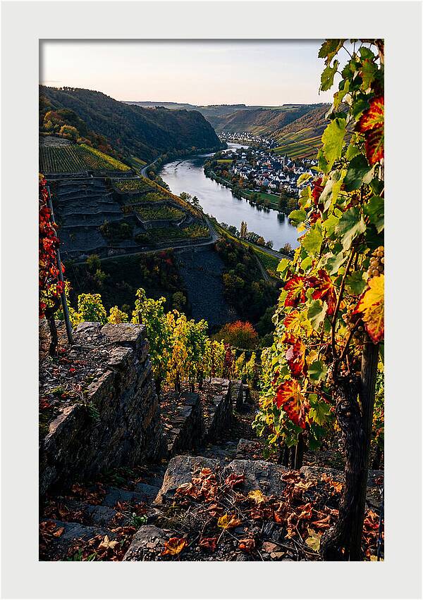 Scenic Overlook Of Mosel Valley