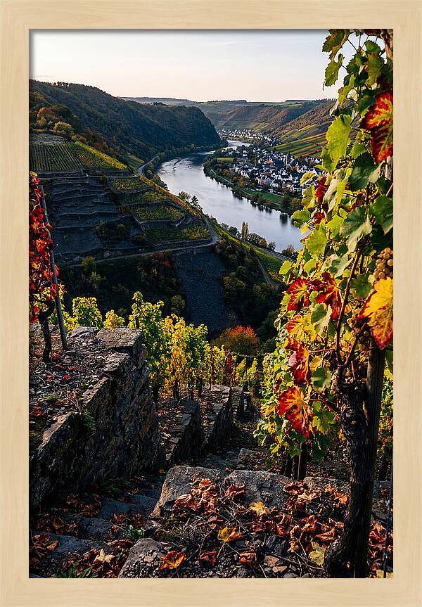 Scenic Overlook Of Mosel Valley