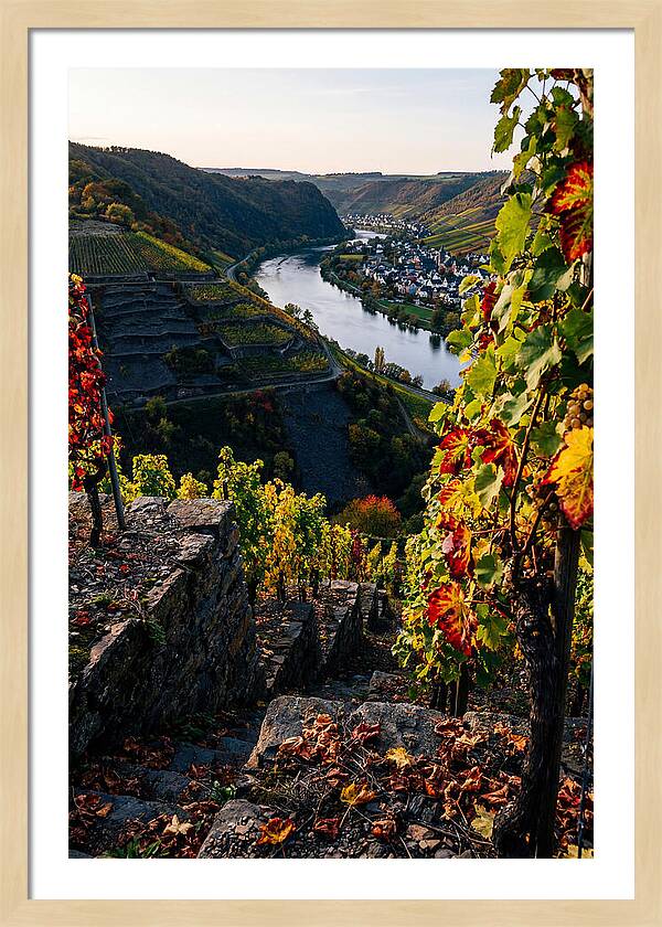 Scenic Overlook Of Mosel Valley