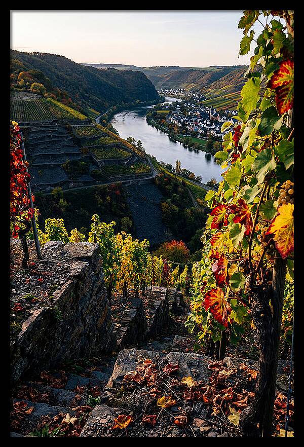 Scenic Overlook Of Mosel Valley