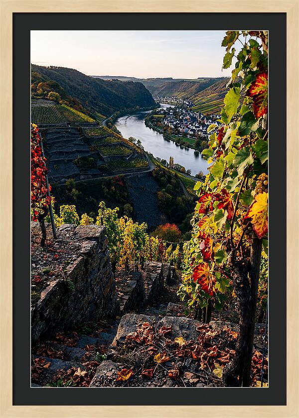 Scenic Overlook Of Mosel Valley