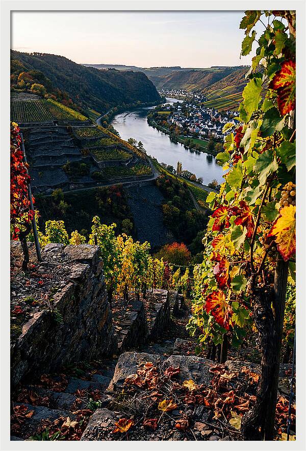 Scenic Overlook Of Mosel Valley