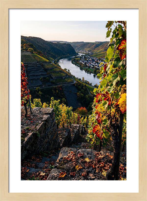 Scenic Overlook Of Mosel Valley