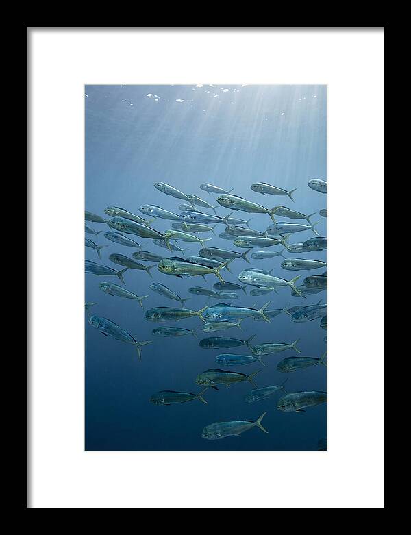 School Of Mahi Mahi Swimming