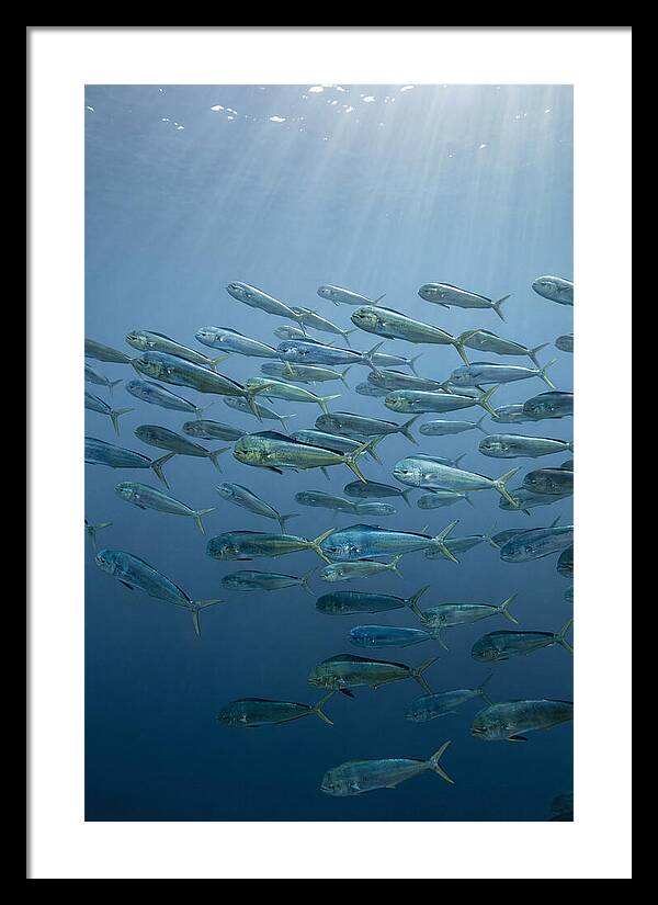 School Of Mahi Mahi Swimming