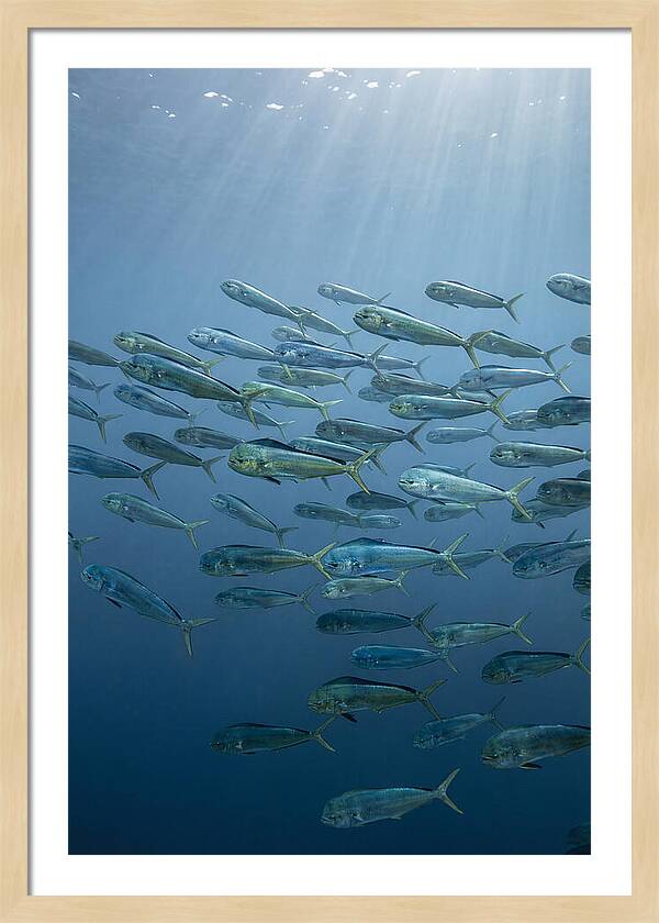 School Of Mahi Mahi Swimming