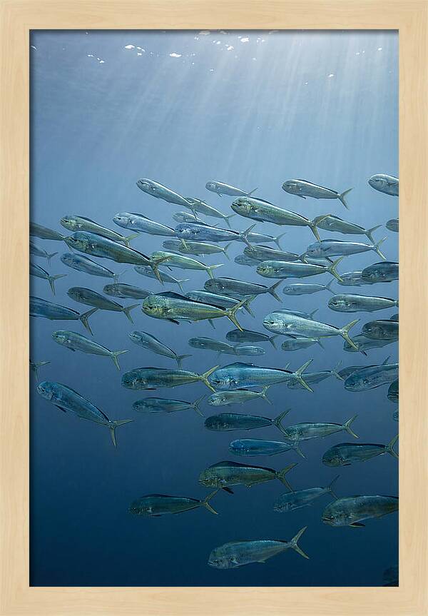 School Of Mahi Mahi Swimming
