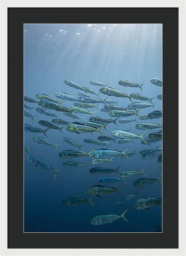 School Of Mahi Mahi Swimming