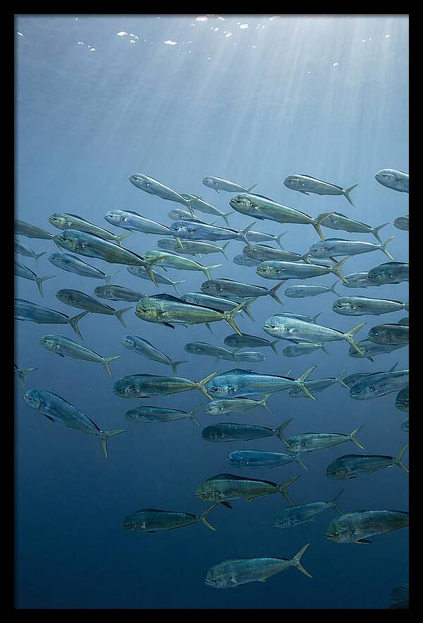 School Of Mahi Mahi Swimming