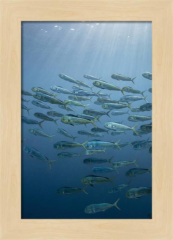 School Of Mahi Mahi Swimming