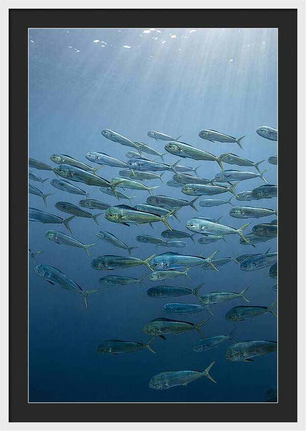 School Of Mahi Mahi Swimming