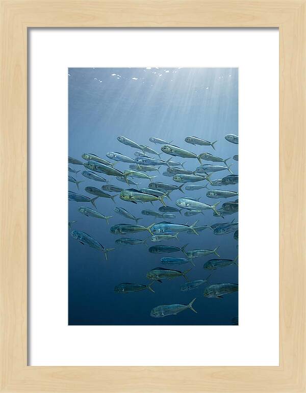 School Of Mahi Mahi Swimming