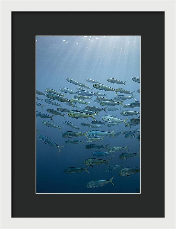 School Of Mahi Mahi Swimming