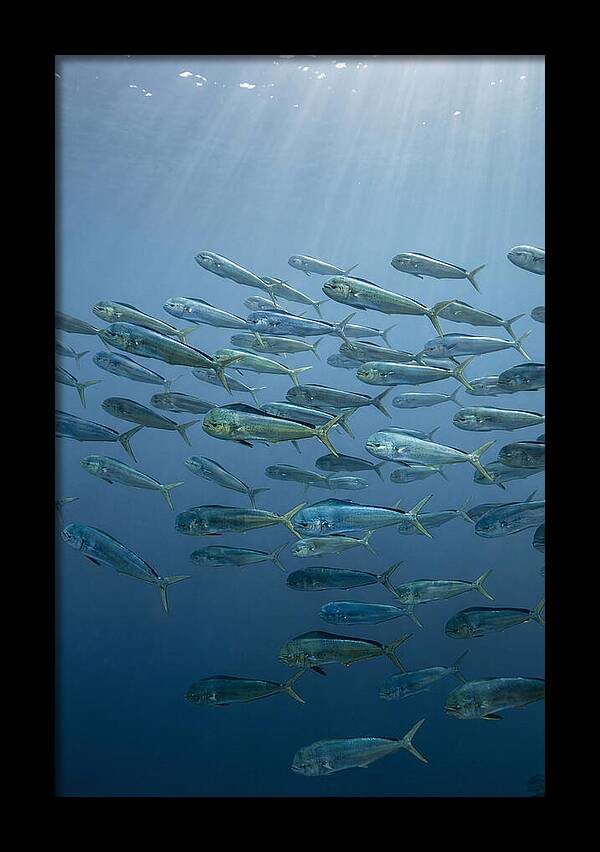 School Of Mahi Mahi Swimming