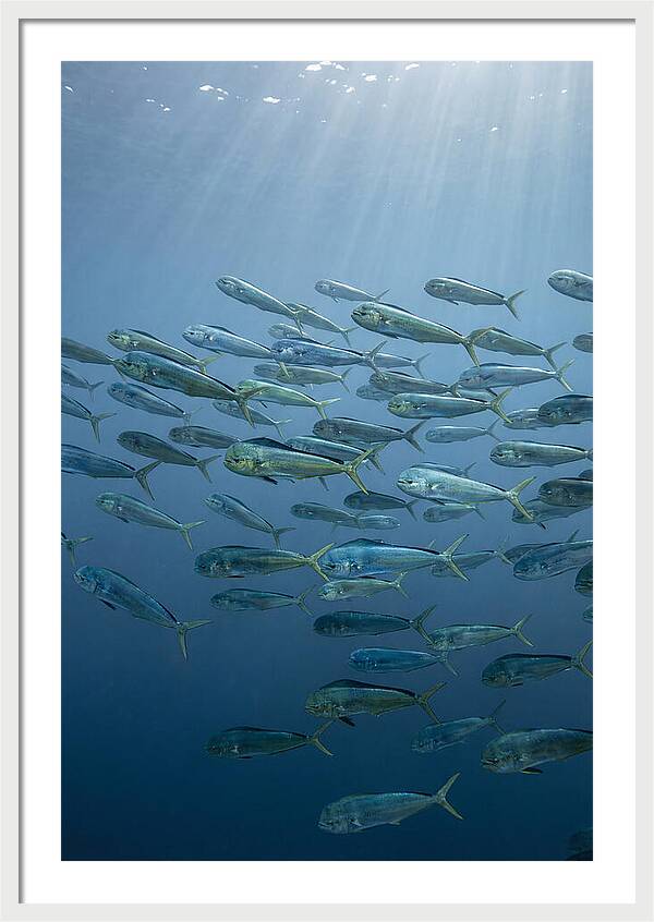 School Of Mahi Mahi Swimming