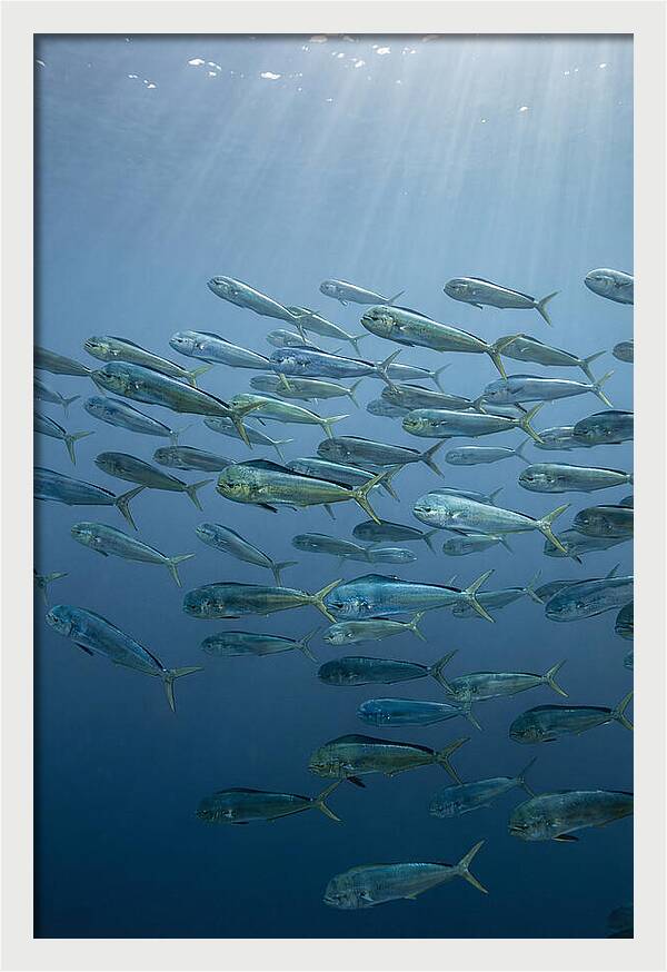 School Of Mahi Mahi Swimming