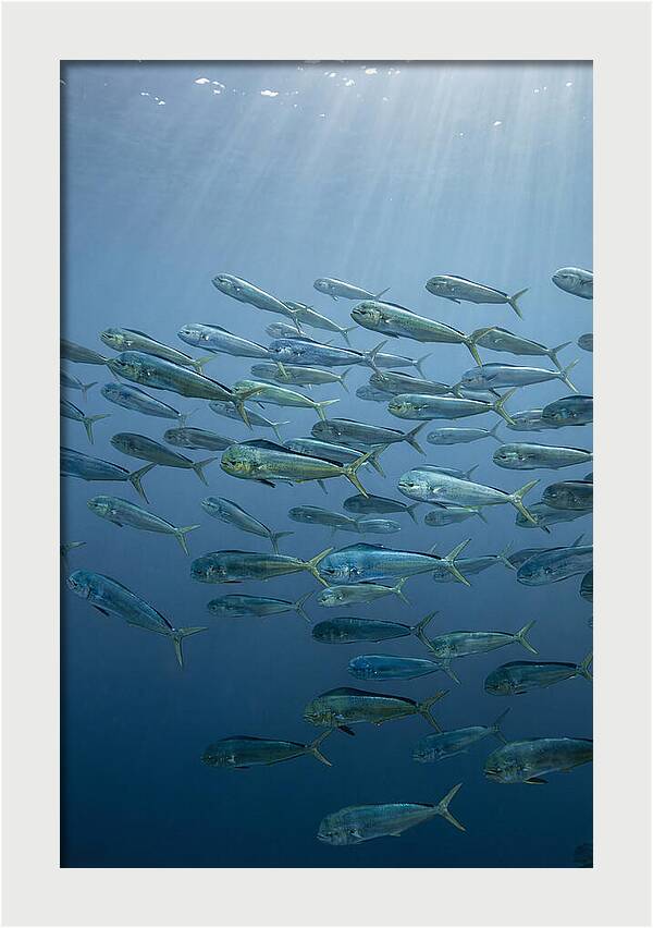 School Of Mahi Mahi Swimming