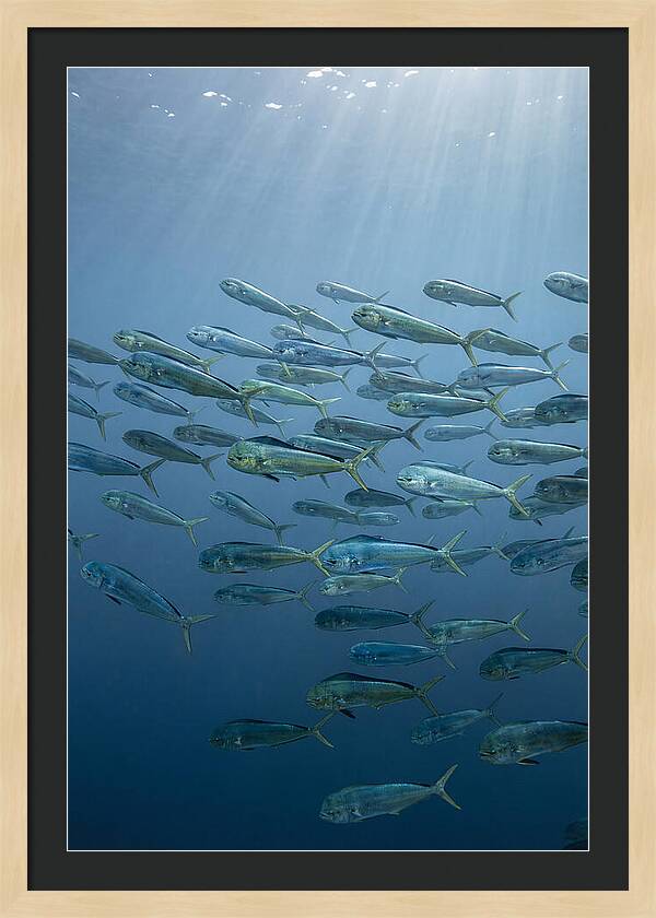 School Of Mahi Mahi Swimming