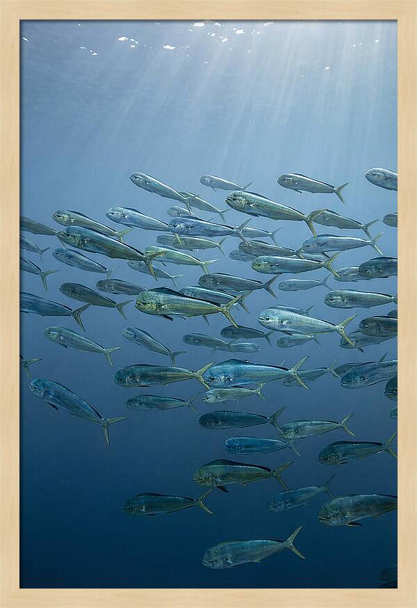 School Of Mahi Mahi Swimming