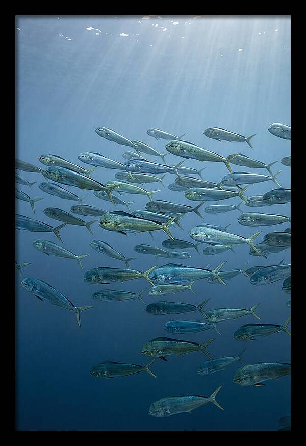 School Of Mahi Mahi Swimming