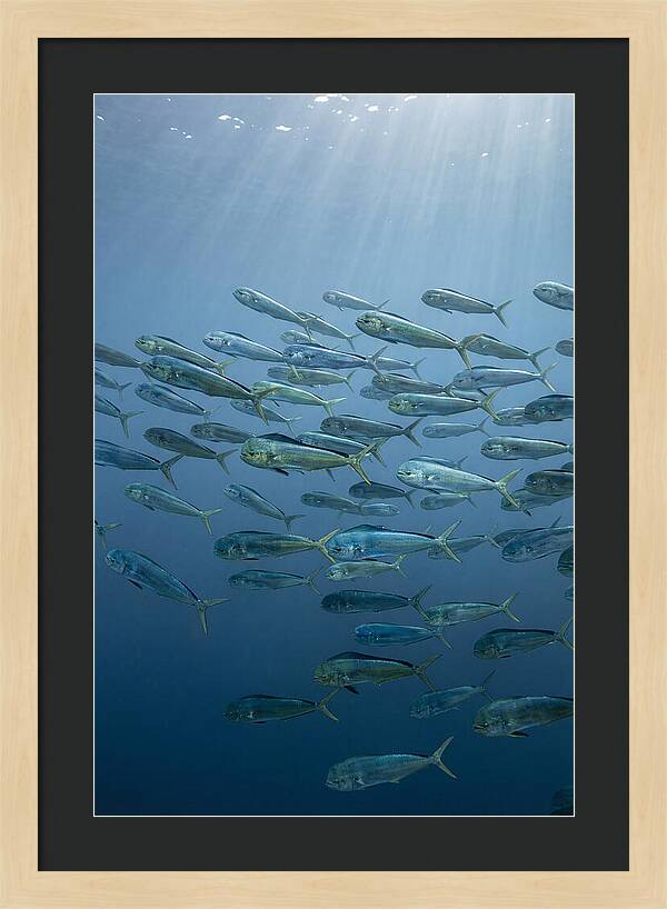 School Of Mahi Mahi Swimming