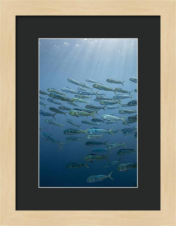 School Of Mahi Mahi Swimming