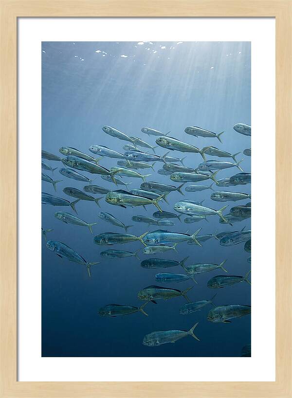 School Of Mahi Mahi Swimming