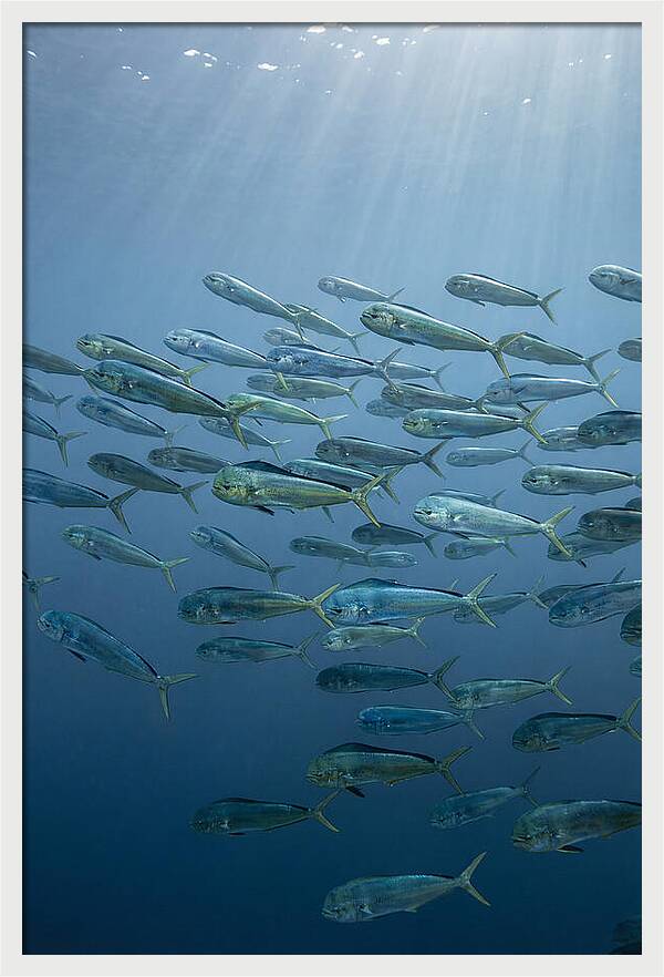 School Of Mahi Mahi Swimming