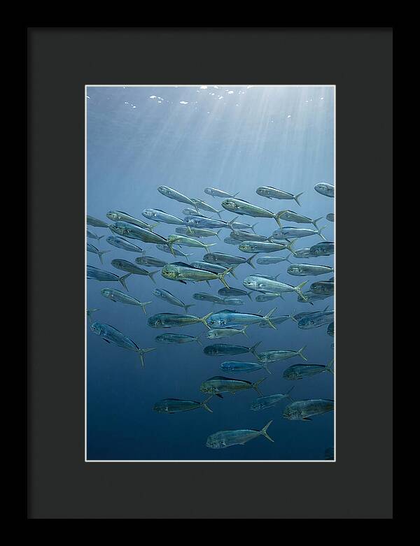 School Of Mahi Mahi Swimming