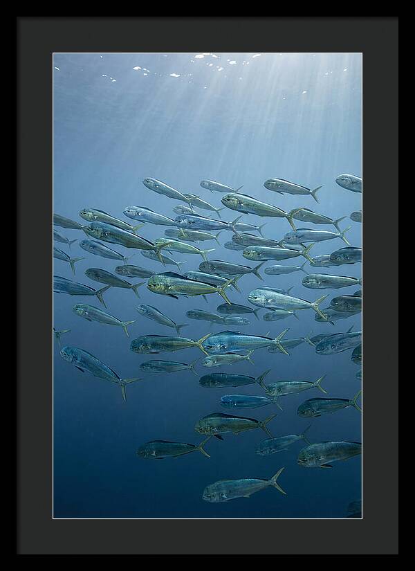 School Of Mahi Mahi Swimming