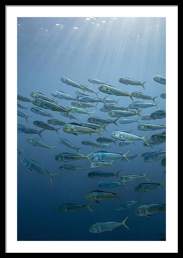 School Of Mahi Mahi Swimming