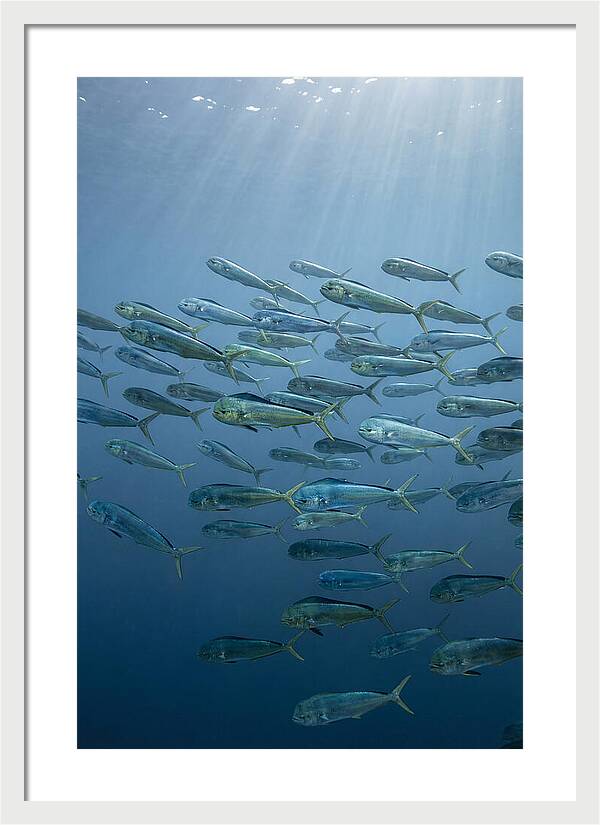 School Of Mahi Mahi Swimming