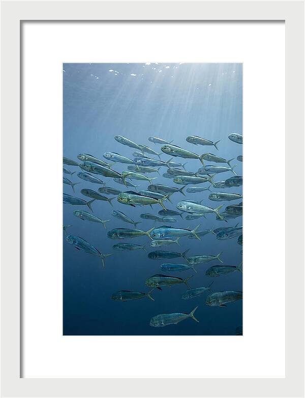 School Of Mahi Mahi Swimming