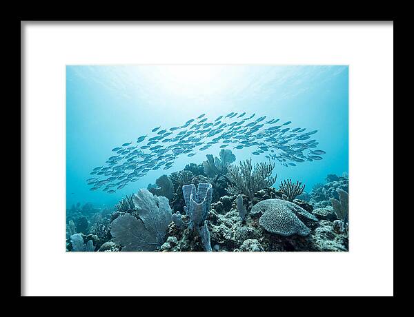School Of Tropical Fish Over Coral Reef
