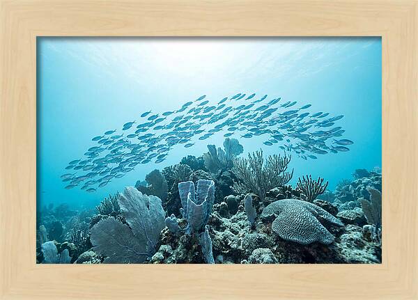 School Of Tropical Fish Over Coral Reef