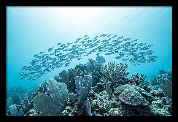 School Of Tropical Fish Over Coral Reef