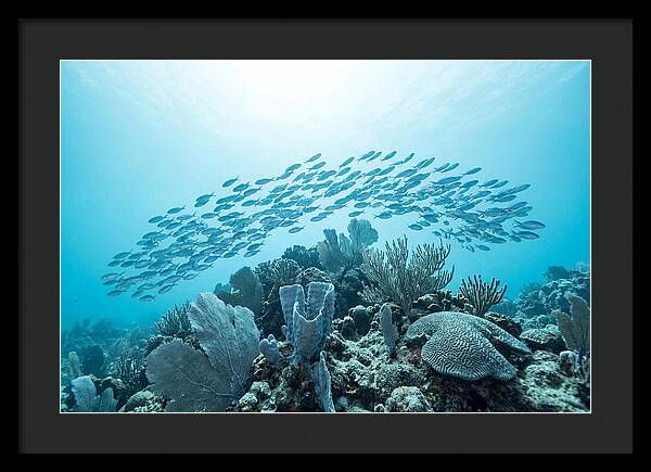 School Of Tropical Fish Over Coral Reef