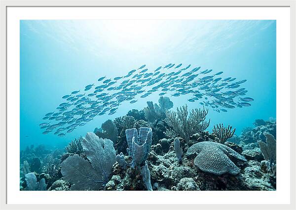 School Of Tropical Fish Over Coral Reef