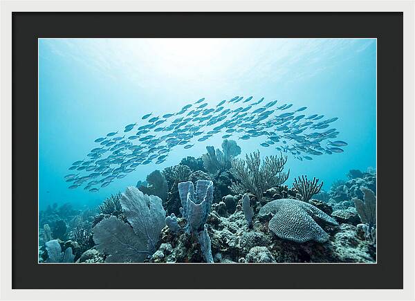School Of Tropical Fish Over Coral Reef
