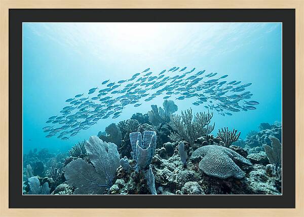 School Of Tropical Fish Over Coral Reef