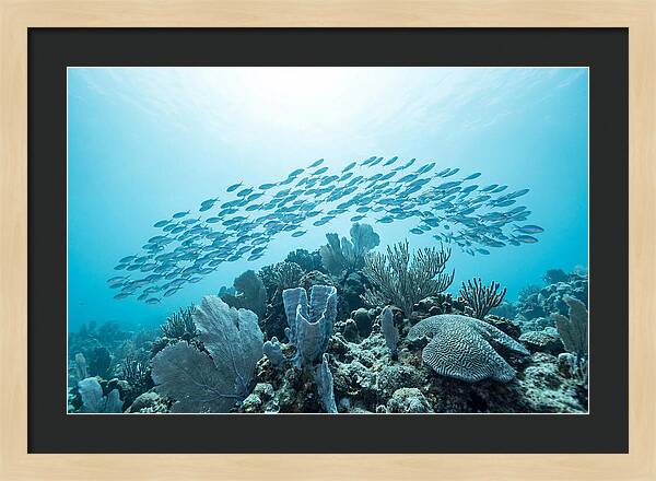 School Of Tropical Fish Over Coral Reef