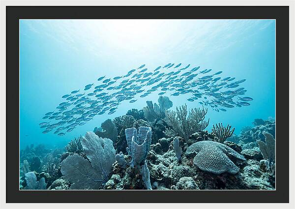 School Of Tropical Fish Over Coral Reef