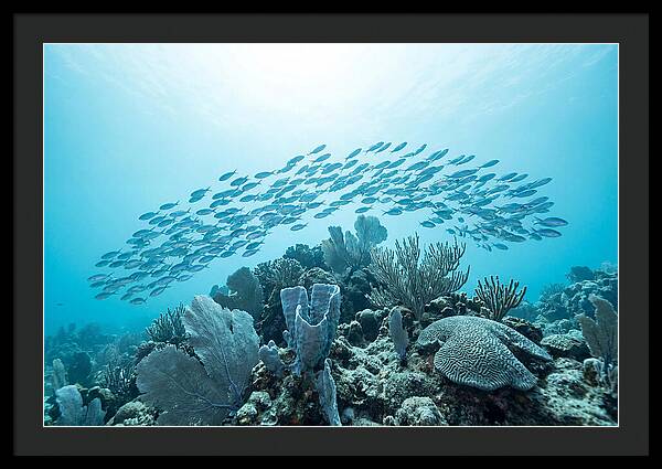 School Of Tropical Fish Over Coral Reef