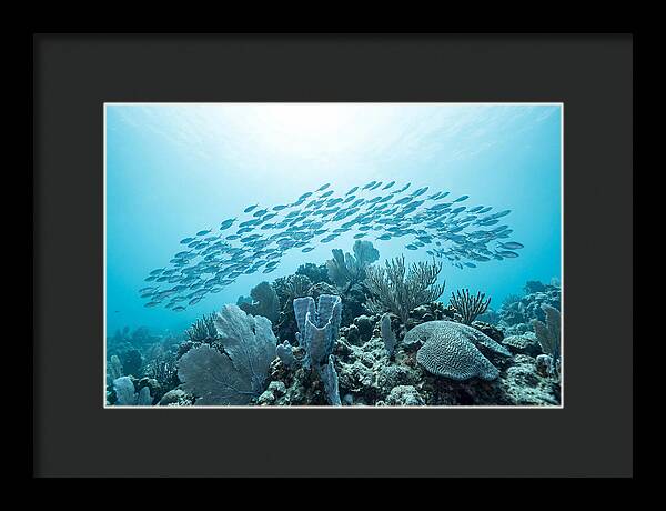 School Of Tropical Fish Over Coral Reef