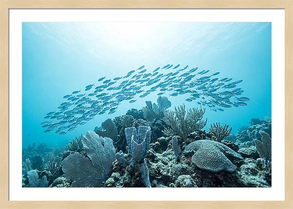 School Of Tropical Fish Over Coral Reef