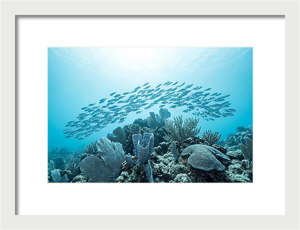 School Of Tropical Fish Over Coral Reef