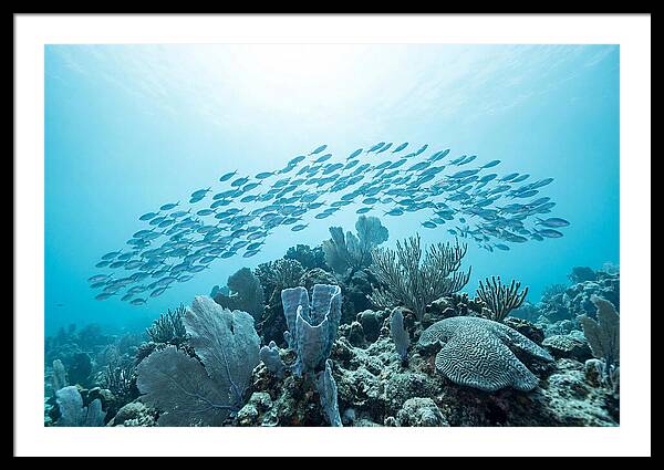 School Of Tropical Fish Over Coral Reef