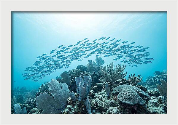School Of Tropical Fish Over Coral Reef