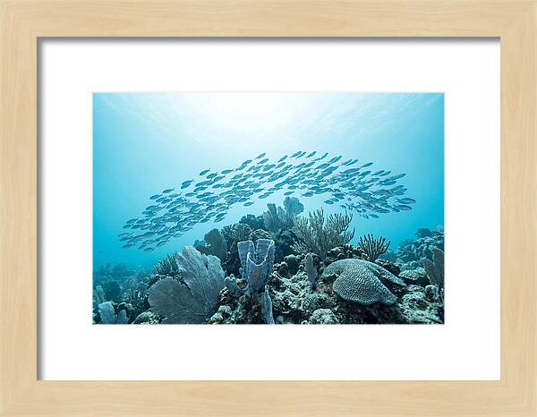 School Of Tropical Fish Over Coral Reef
