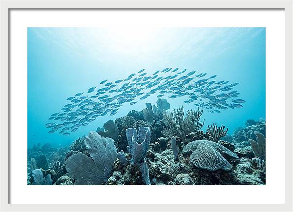 School Of Tropical Fish Over Coral Reef